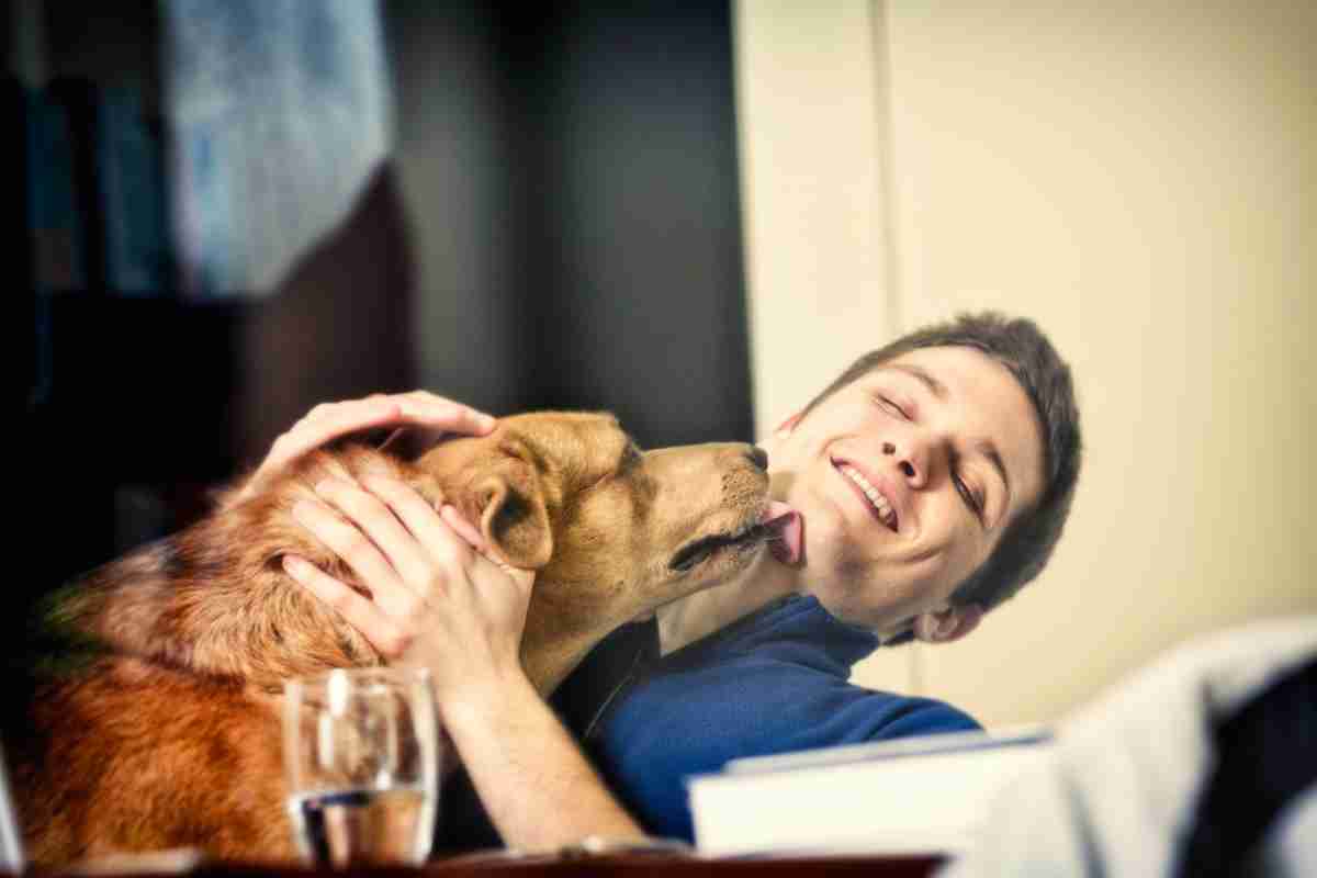 Cani leccano proprietari prima dormire: motivi