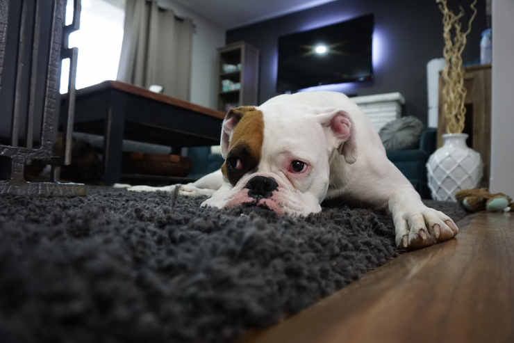 Cane sul tappeto