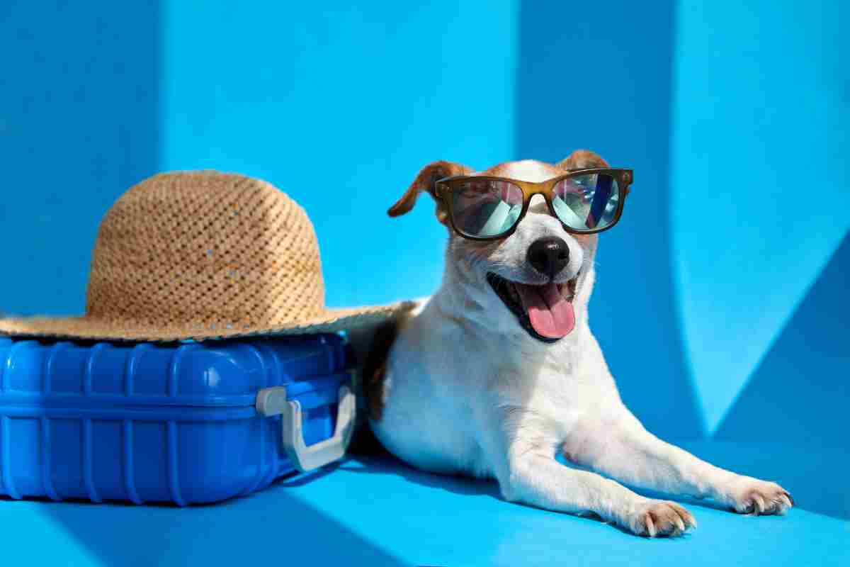 Vacanza cane: consigli ed errori evitare