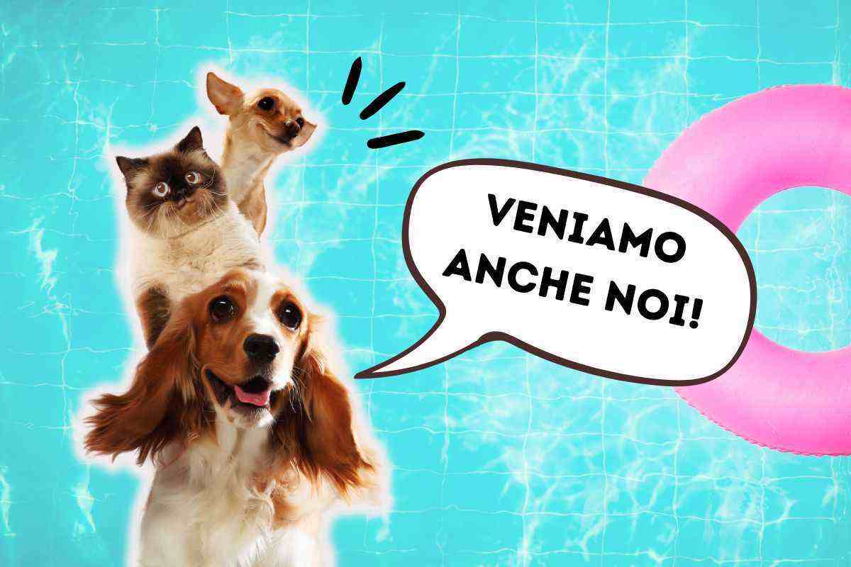 Vacanze con gli animali: come risparmiare