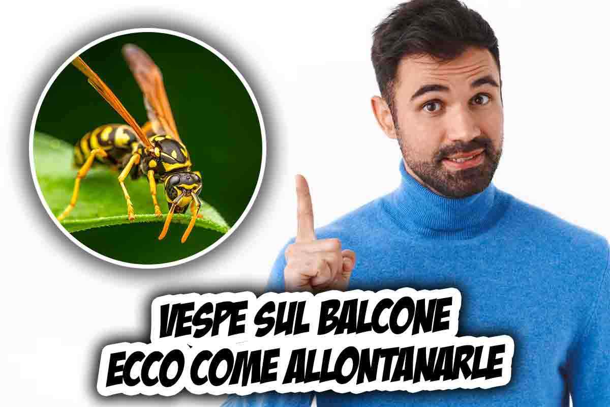 Vespe sul balcone: in che modo allontanarle