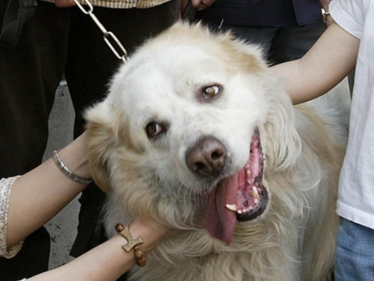 Trucco, cane smette di abbaiare