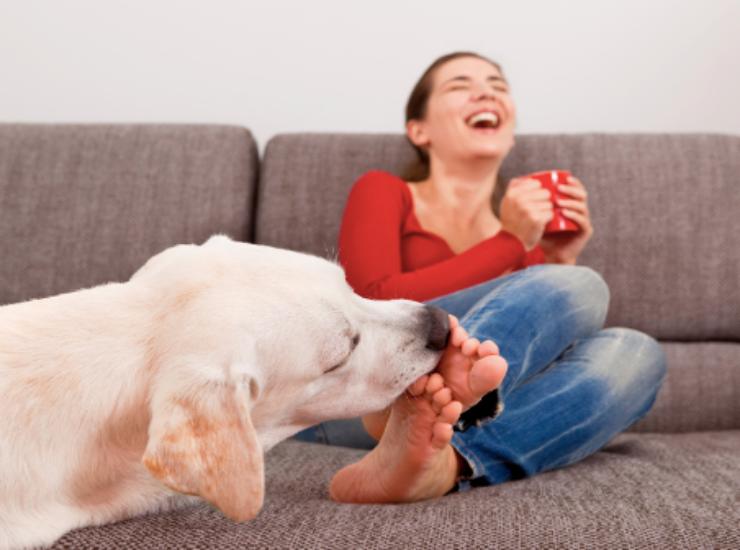 Perché i cani leccano il padrone 