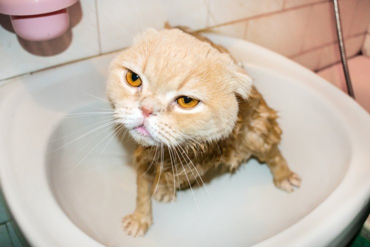 bagno al gatto