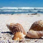 Prendere conchiglie al mare