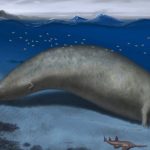 Una scoperta da stupire chiunque, è stato trovato l'animale più pesante della storia