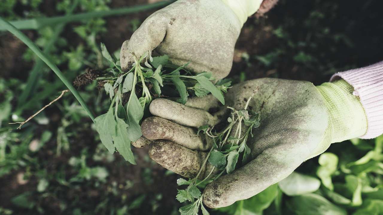 Erbacce giardino