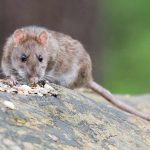Un topo che mangia